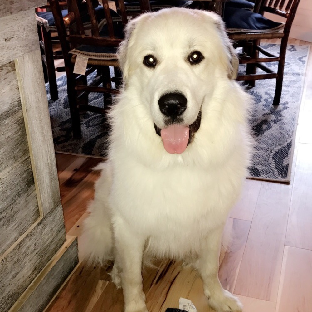 Meet your Posher, Faith